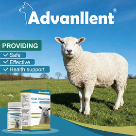 Goats receive Advanllent dewormer treatment in a flock.
