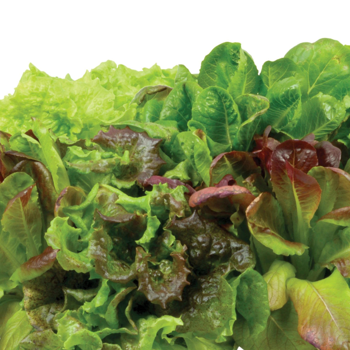 AeroGarden harvest-ready salad leaves on kitchen counter for easy meals.