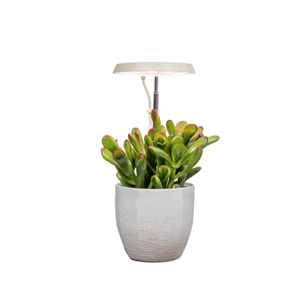 AeroGarden Stem Grow Light with full-spectrum LED powering indoor plant growth