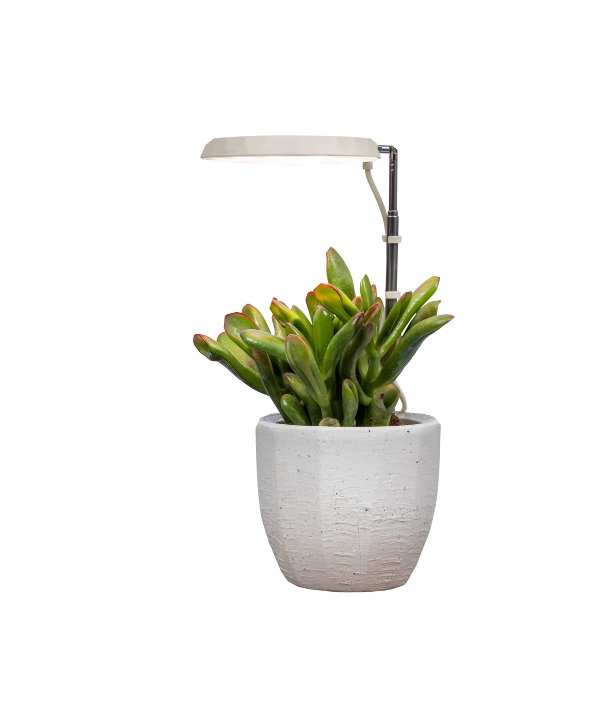 AeroGarden Stem Grow Light installed with two stabilizing prongs in soil