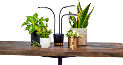 AeroGarden Trio Grow Light with three-armed design illuminates multiple plants indoors for year-round growth