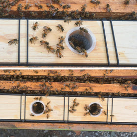 Aetwhy hive feeding solution demonstrating large capacity in a deep hive setup.