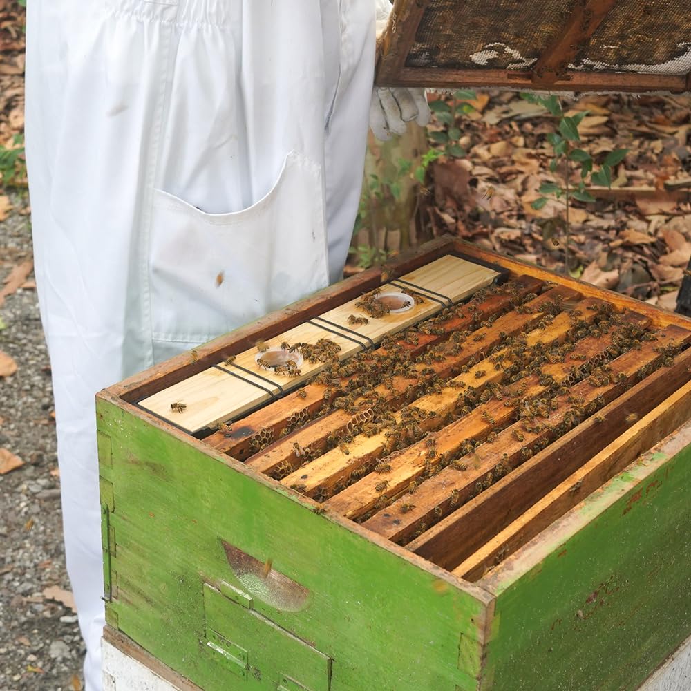 Aetwhy feeder with grooved ladders ensuring safe bee drinking.