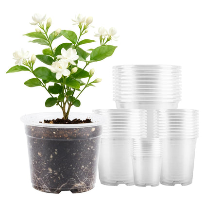 AFHGGZXZ 2.5-inch clear seed starter pot for germination and easy root monitoring.