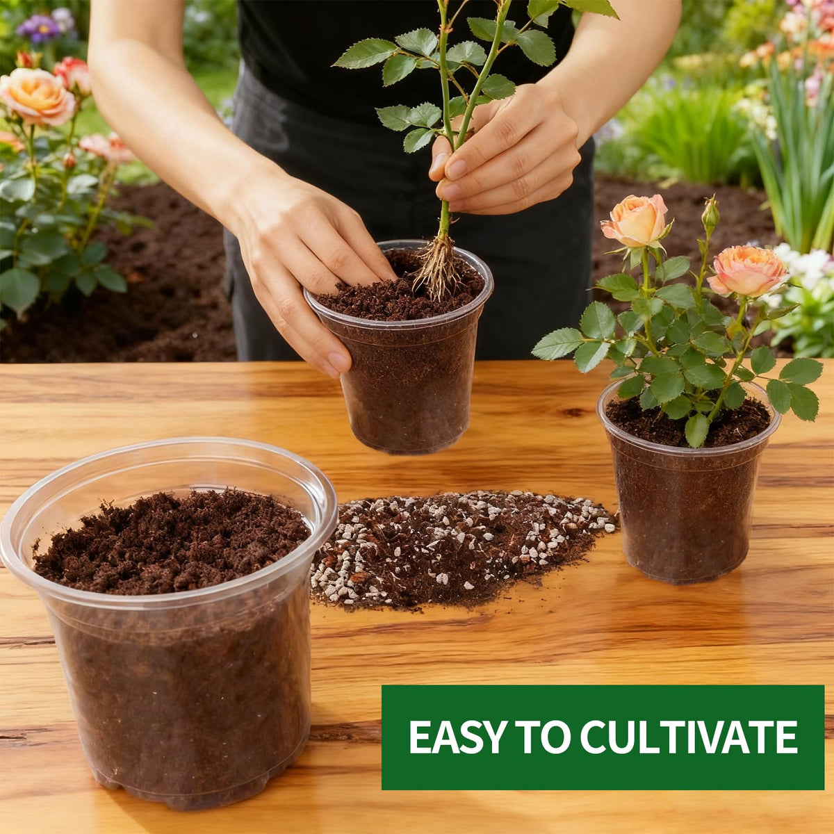 AFHGGZXZ 3.5-inch clear seed starter pot ideal for transplanting seedlings.