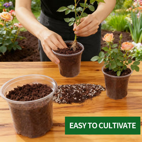 AFHGGZXZ 3.5-inch clear seed starter pot ideal for transplanting seedlings.