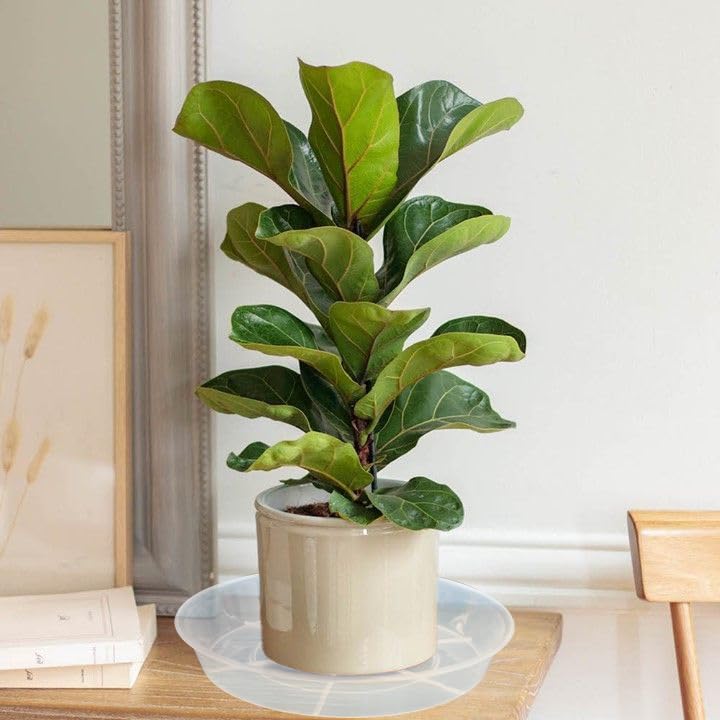 Afrine six-pack plant saucers offer durability and easy organization for pots.