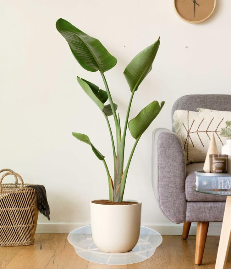 Afrine indoor-outdoor setup with saucer shows versatile placement on porch or shelf.