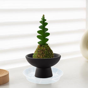 Afrine saucer with decorative pebbles illustrates patio decor and plant protection.