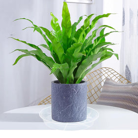 Afrine 16-inch saucer on a window sill keeps surfaces clean and dry.