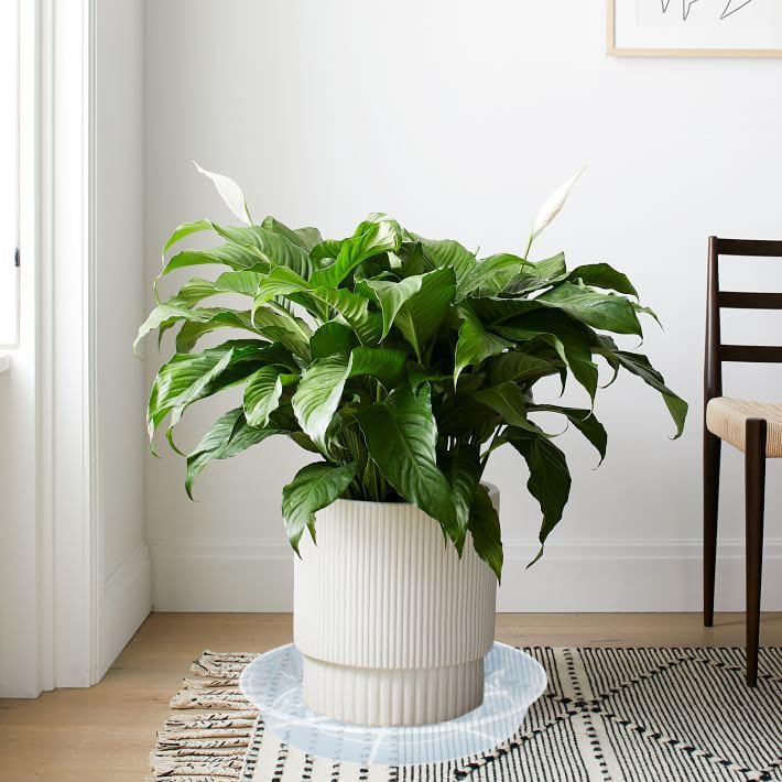 Afrine weather-resistant saucer for indoor and outdoor use.