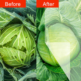 Agfabric bird netting covering vegetables to deter birds