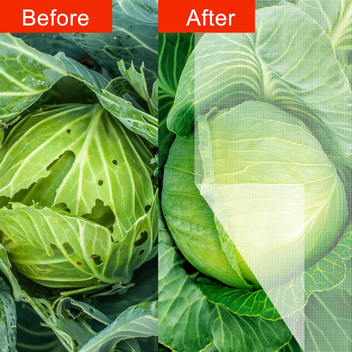 Agfabric breathable and odorless garden netting keeps plants protected with good airflow.
