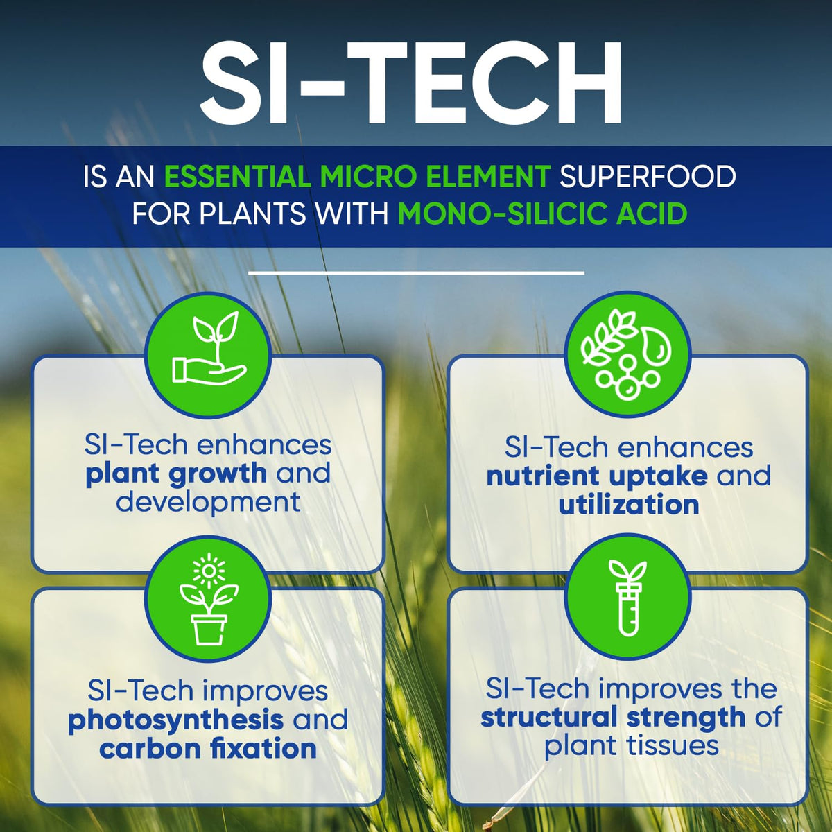 AgroMagen Si-Tech Silica root-uptake closeup highlights enhanced nutrient access and root vigor.