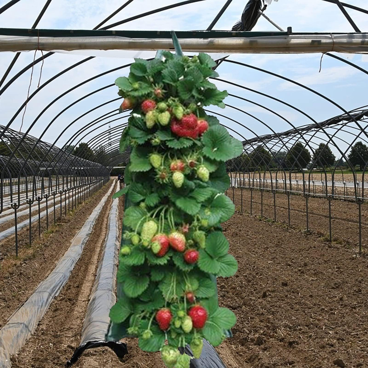 AGYTBG breathable planter fabric promoting drainage and plant health in containers.