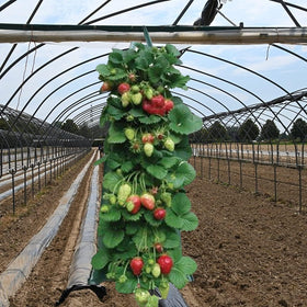 AGYTBG breathable planter fabric promoting drainage and plant health in containers.