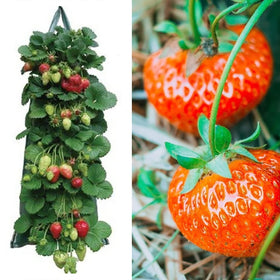 AGYTBG efficient watering system helps prevent overwatering in grow bags.