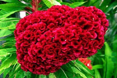 AirGarden Giant Red Heads Cockscomb seeds G78 add vibrant garden color