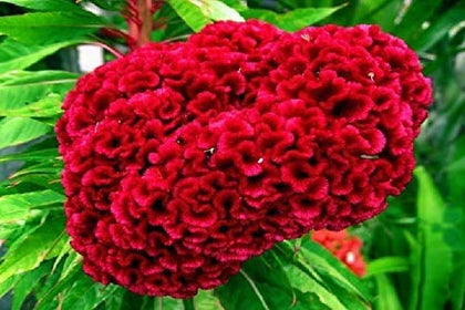 AirGarden Giant Red Heads Cockscomb seeds G78 add vibrant garden color