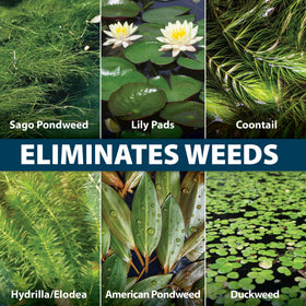 Airmax WipeOut water-body treatment suggests long-lasting weed control across the pond.