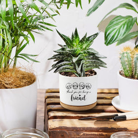 AKAQCHANG Golden Girls small succulent pot fits compact spaces beautifully.