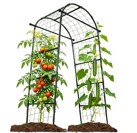 Alabzphsia garden arch trellis for vertical growth and vine support.