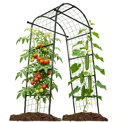 Alabzphsia garden arch trellis for vertical growth and vine support.