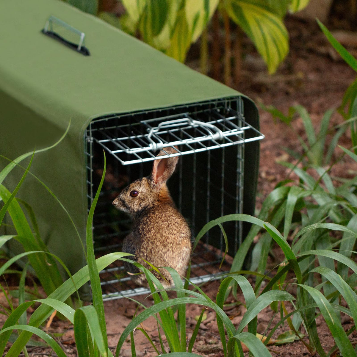 Aledaras trap cover army green top zipper enables easy cage handling.
