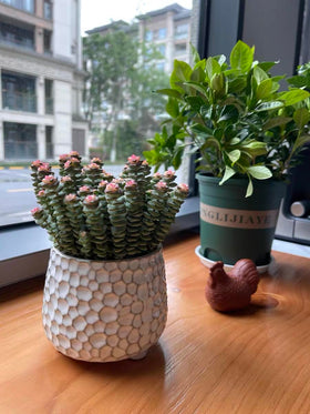 White finish Alikexin 4-inch planter fits minimalist decor and shelves.