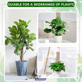 AlisisFores durable plastic moss pole resists moisture and rot.