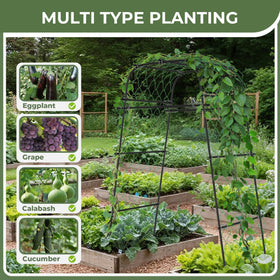 AlisisFores Garden Arch supports cucumber vines for easy harvest