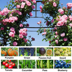 Side view of AlisisFores Garden Arch Trellis showing sturdy frame.