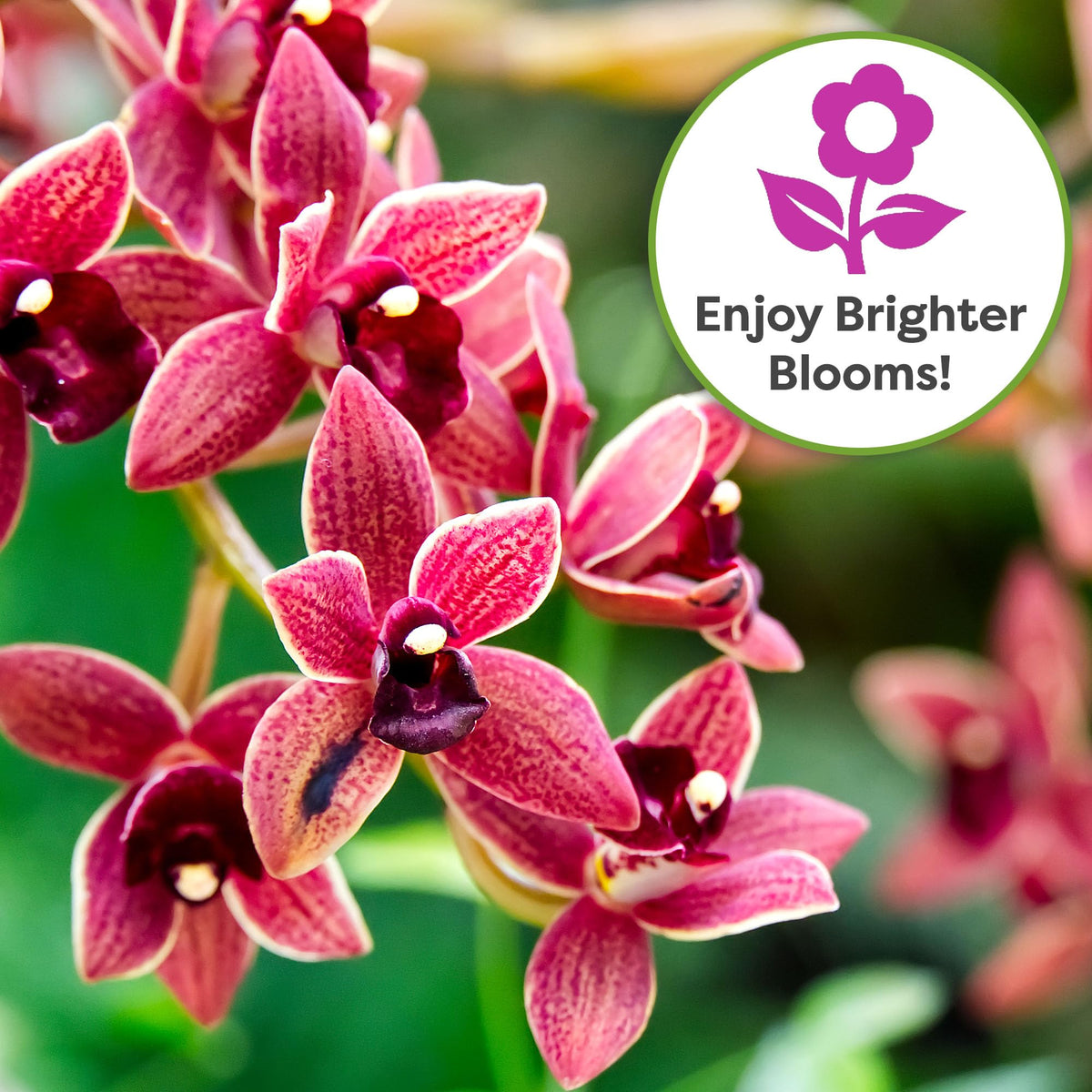 PERFECT PLANTS all orchid varieties feeding solution promotes balanced nutrition.