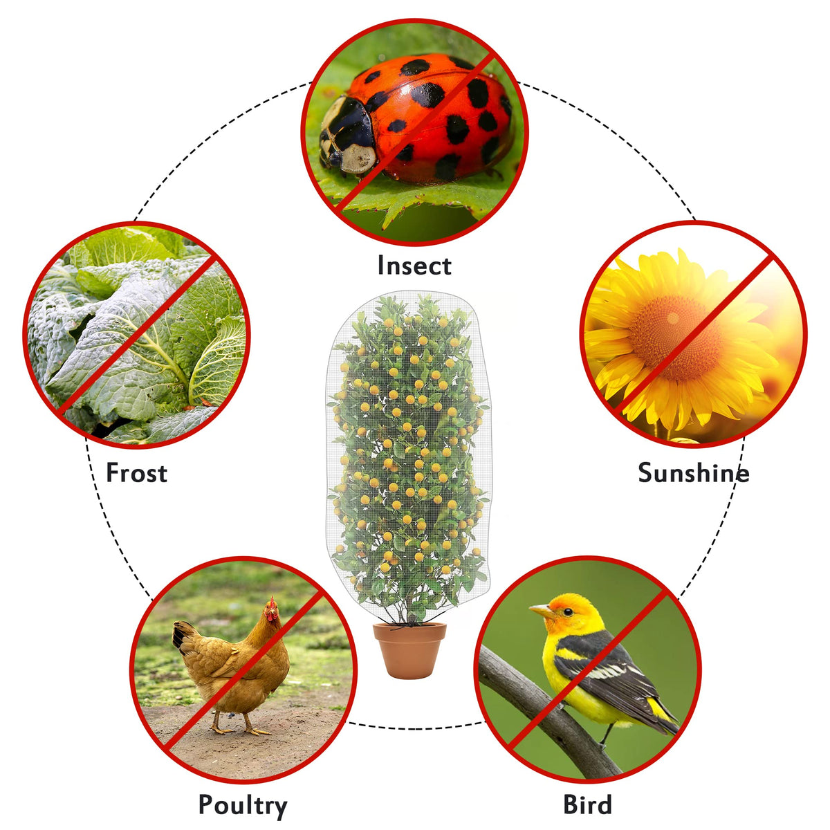 Alpurple garden netting on tomato plants provides pest protection with airflow.