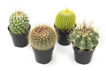 Altman Plants cactus-starter-kit: diverse varieties for easy home display.