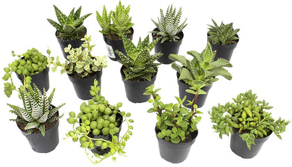 Altman Plants assorted succulents 12-pack on desk, ideal for brightening workspaces.