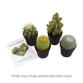 Altman Plants care-included-packaging-cacti-08: shipped dry for dormancy-free arrival.