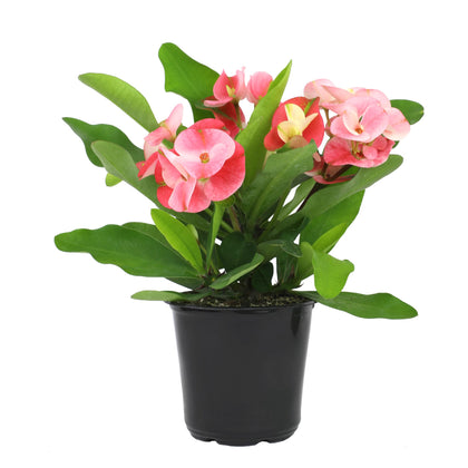 Altman Plants Crown of Thorns bloom adds year-round color to indoor spaces.