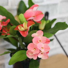 Altman Plants Crown of Thorns green leaves emphasize resilience in compact forms.