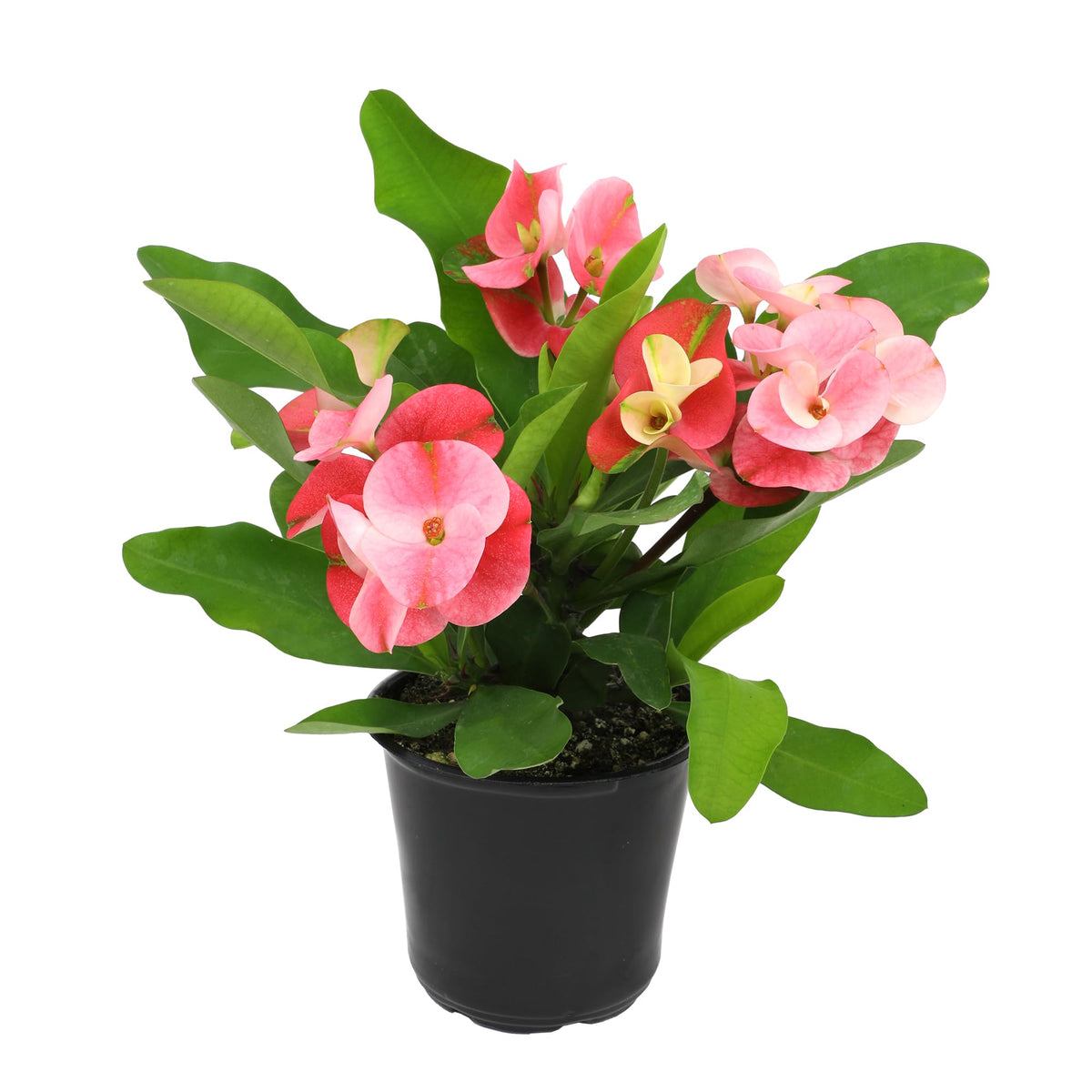 Altman Plants Crown of Thorns in pot fits desks, patios, or small spaces.