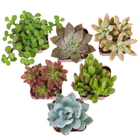 Altman Plants Deluxe live succulents six-pack varieties in 2-inch pots, ready for DIY displays.