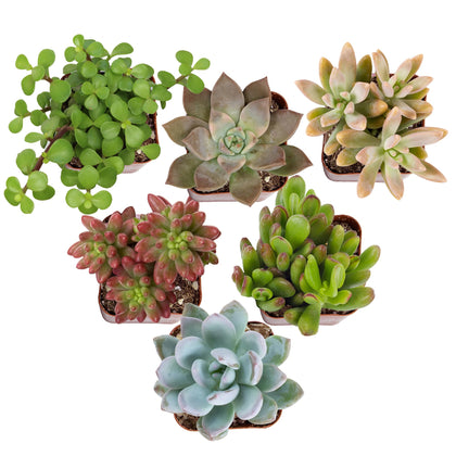 Altman Plants Deluxe live succulents six-pack varieties in 2-inch pots, ready for DIY displays.