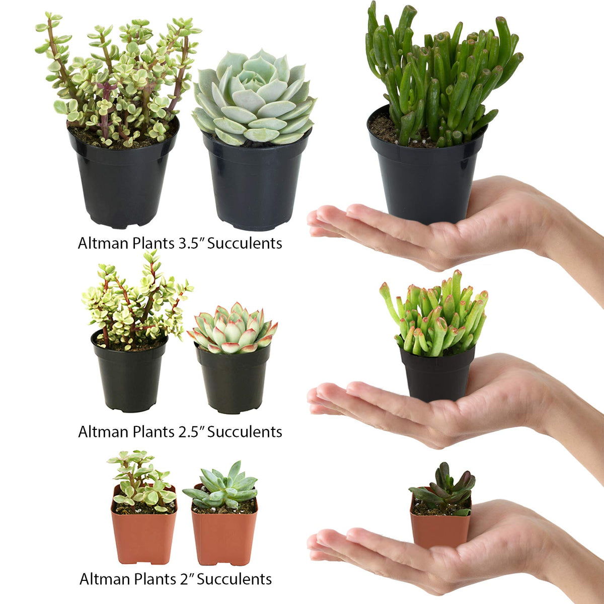 Altman Plants desk buddy succulents add natural color to your home office.