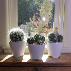 Altman Plants unique-cactus-collection-04: labeled varieties simplify care and placement.
