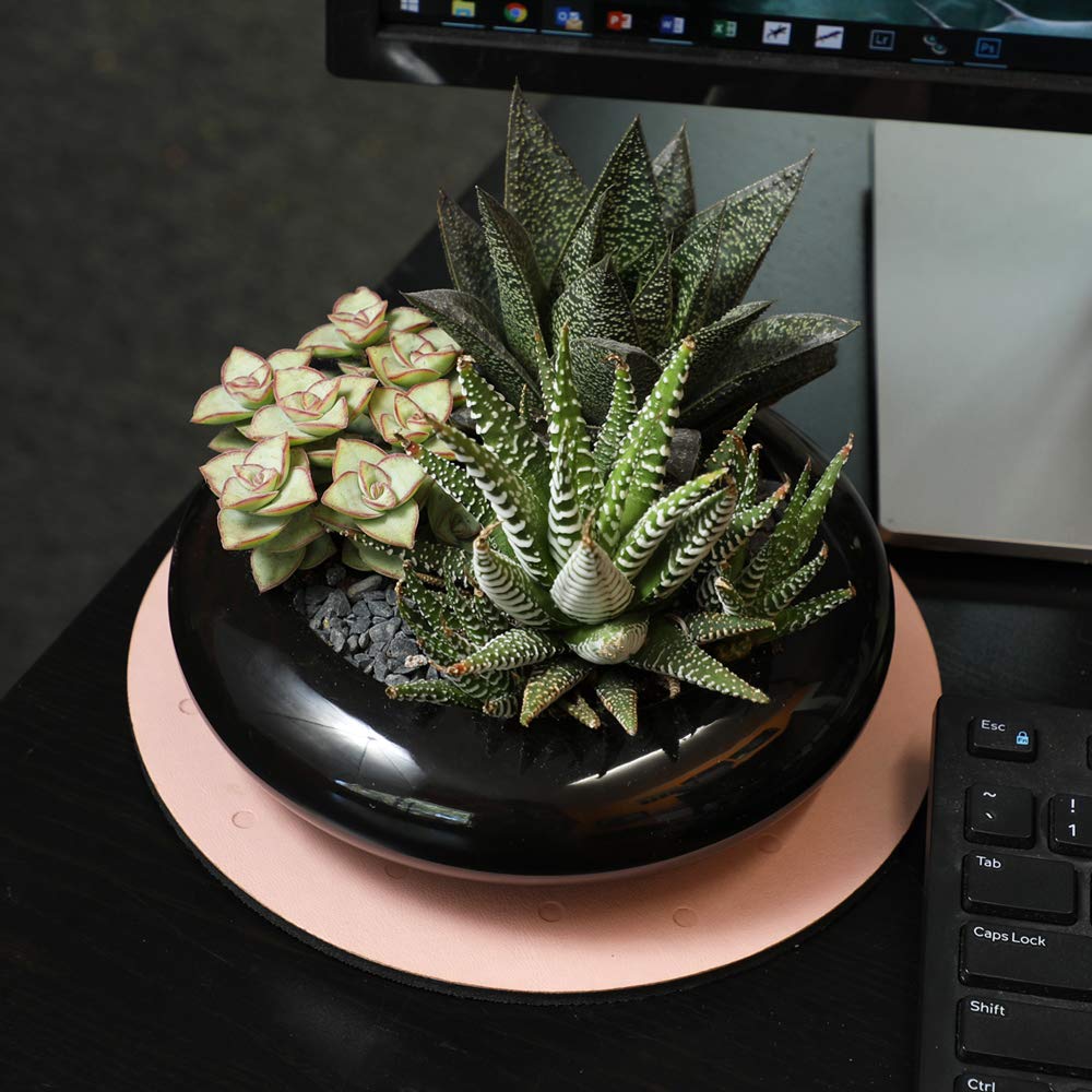 Altman Plants indoors easy care succulents designed for low-maintenance living.