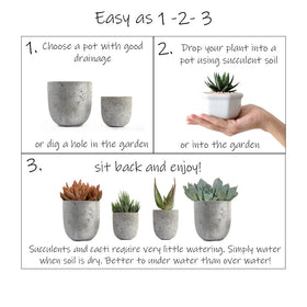 Altman Plants labeled-cactus-varieties-06: reliable labeling aids selection and growth.