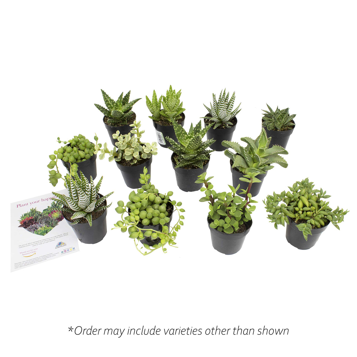 Altman Plants labeled varieties help you identify each unique succulent.