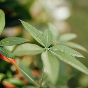 Altman Plants Gift-ready money tree packaging, ideal housewarming present.
