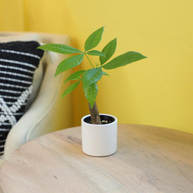 Altman Plants Money Tree in pot with soil, ready to brighten an entryway.