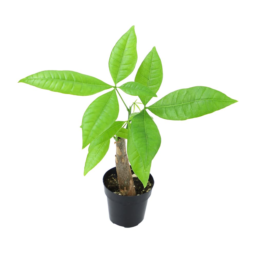 Altman Plants Money Tree indoors by window, enhances a cozy workspace.